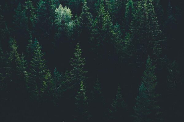 evgeni-evgeniev-LPKk3wtkC-g-unsplash